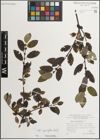 Foto von Salix myrsinifolia Salisb.